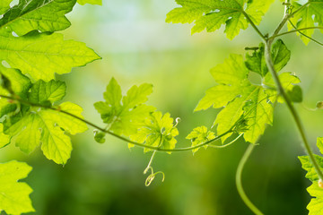 Fototapeta na wymiar Green summer background. Green blurred leaves . selective focus.