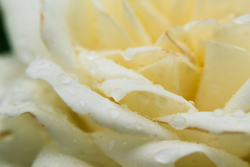 Close up of water drops on petals of flower