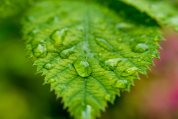 green background. Close up of water drops on green leave/ selective focus.