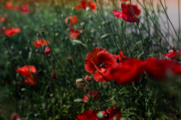 Red poppy flowers field