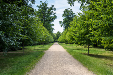 Green alley with trees in the park