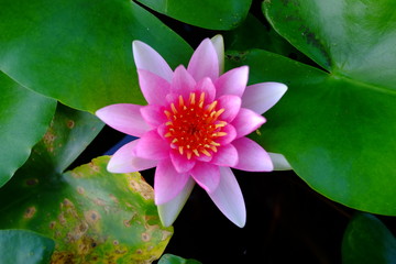 Beautiful old rose pink lotus or water lily flower in pond