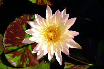 Beautiful old rose pink lotus or water lily flower in pond