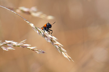 bunter Käfer auf einer trockenen Ähre - beatle on a dry ear