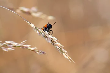 Fotobehang bunter Käfer auf einer trockenen Ähre - beatle on a dry ear © bennytrapp
