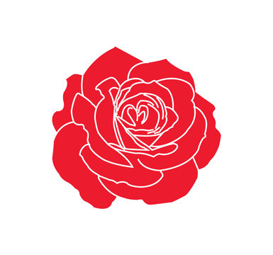 Painted red rose illustration - vector