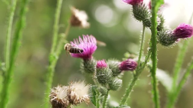 Bee on violet thistle flower collecting nectar. Common thistle (Cirsium vulgare) flower, also known as spear thistle or bull thistle.