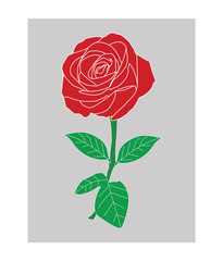 White line art color rose with grey background - vector illustration