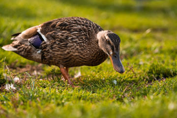 Ducks looking for food in the grass in public park, Viborg, Denmark