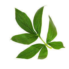 Naklejka na ściany i meble Green leaf of peony flower