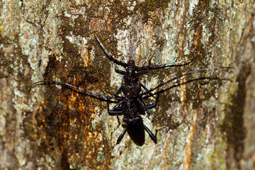 Cerambyx cerdo, male and female mating on tree bark. Macro