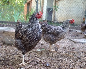 Breed of French chicken called 