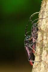 Cerambyx cerdo, male and female mating on tree bark. Macro