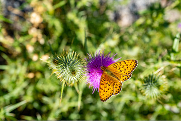 papillon sur un chardon