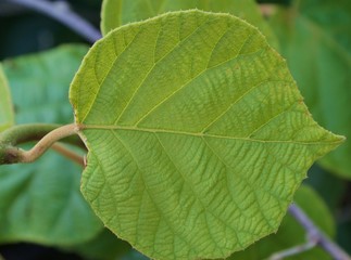 one leaf of actinidia deliciosa also known as kiwi
