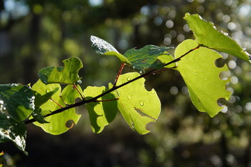 Close-up on one branch of Judah tree (Cercis siliquastrum)with round leaf  nibbled by a caterpilar with round holes