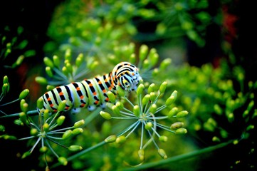 caterpillar of a swallowtail Papilio machaon on fresh green fragrant dill Anethum graveolens in the garden. Garden plant. Caterpillar feeding on dill. butterfly known as the common yellow swallowtail.