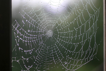 Beautiful spider web with dew drops. Shiny web.