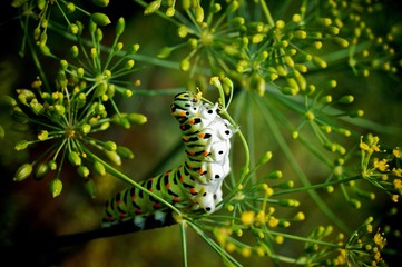 caterpillar of a swallowtail Papilio machaon on fresh green fragrant dill Anethum graveolens in the garden. Garden plant. Caterpillar feeding on dill. butterfly known as the common yellow swallowtail.