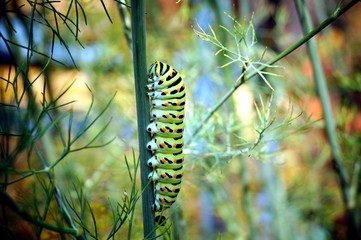 caterpillar of a swallowtail Papilio machaon on fresh green fragrant dill Anethum graveolens in the garden. Garden plant. Caterpillar feeding on dill. butterfly known as the common yellow swallowtail.