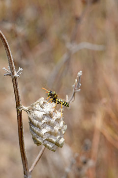 Feldwespe (Polistes sp.) wedelt k&uuml;hle Luft ans Nest, Peloponnes, Griechenland