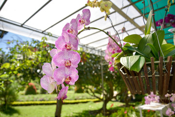Background with beauty phalaenopsis flower and orchids plant in the farm