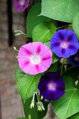 Purple and blue Morning Glory (Ipomoea) flowers climbing