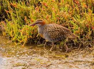 Australia, Buff-banded Rail (Gallirallus philippensis), Melbourne