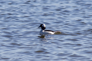 America, Bufflehead (Bucephala albeola), New Mexico