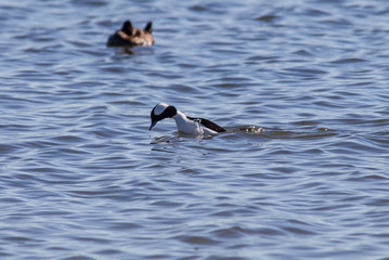 America, Bufflehead (Bucephala albeola), New Mexico