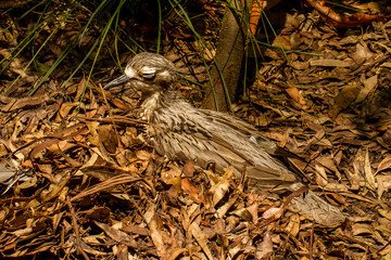 Australia, Bush Thick-knee (Burhinus grallarius), Sydney