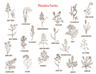 Fototapeta na wymiar Wild meadow herbs and grasses