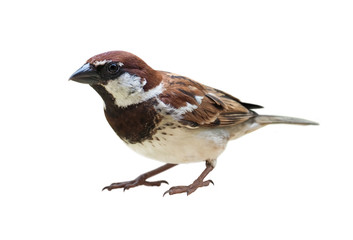 Male of Sparrow (Passer italiae), isolated, with white background