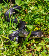 Female black rat snake