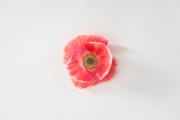 Beautiful red poppy flower on a uniform white background. Spring or summer background with copy space for text. Minimal concept, copy space, flat lay