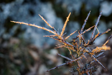 branch of a tree