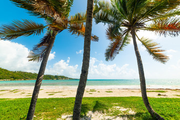 Obraz premium Pointe de la Saline beach in Guadeloupe