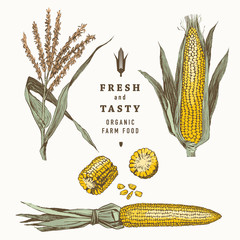 Corn on the cob vintage design set