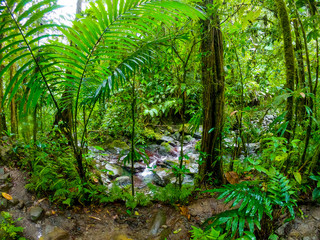 Fototapeta na wymiar Green plants in Basse Terre jungle