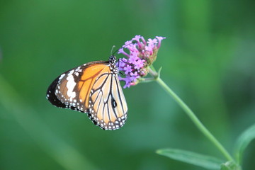 butterfly on a flower