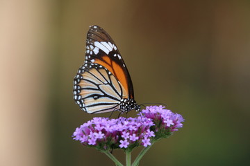 butterfly on flower