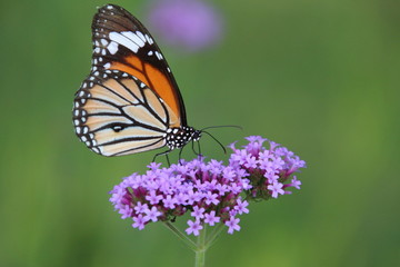 butterfly on flower