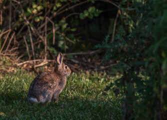 brown wild rabbit on grass 