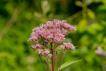 spotted joe-pye weed 