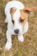 Three-month Puppy breed Jack Russell Terrier walking on the lawn. Dog breeding. Pets and care.