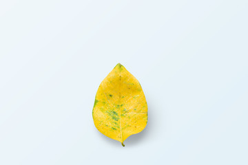 Naklejka premium One yellow leaf is placed on a blue background.