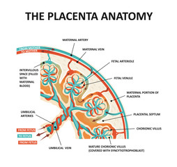 Human Fetus Placenta Anatomy. Placental structure and circulation.