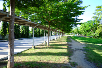 Palm trees are a botanical family of perennial lianas, shrubs, and trees