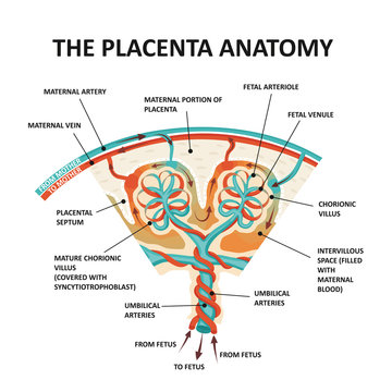 Human Fetus Placenta Anatomy. Placental structure and circulation.