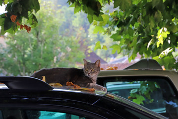 Chat au repos sur le toit d'une voiture